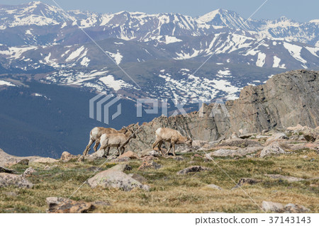 Bighorn Sheep Ewes 37143143