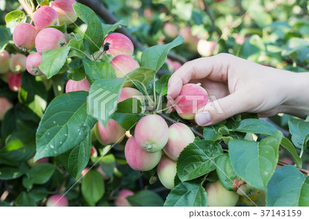 A woman hand picking a red ripe apple from the A woman hand picking a red ripe apple from the 37143159