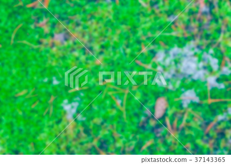 Green moss - blurred image Green moss - blurred image 37143365