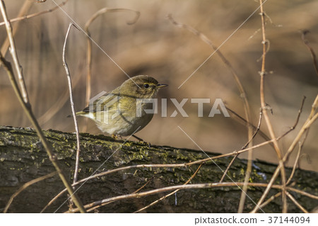 Common chiffchaff (Phylloscopus collybita) 37144094