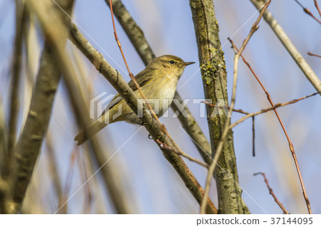 Common chiffchaff (Phylloscopus collybita) 37144095
