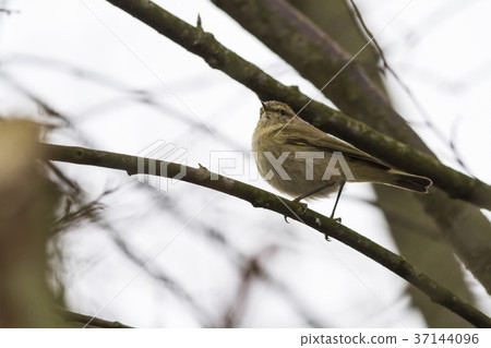Common chiffchaff (Phylloscopus collybita) 37144096