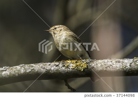 Common chiffchaff (Phylloscopus collybita) 37144098