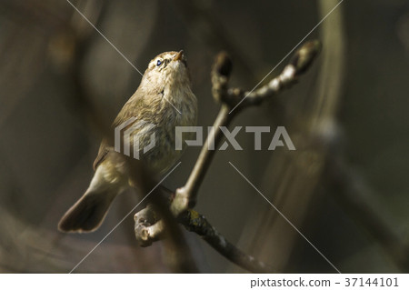 Common chiffchaff (Phylloscopus collybita) 37144101