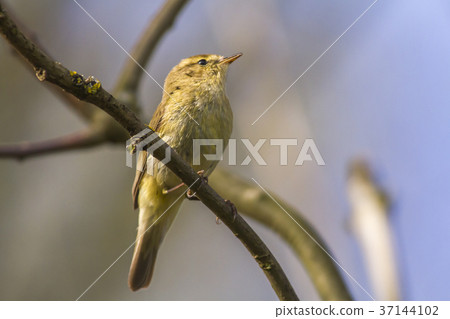 Common chiffchaff (Phylloscopus collybita) 37144102