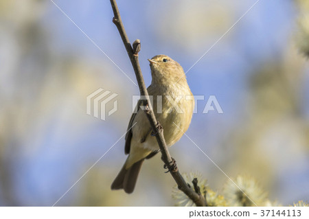 Common chiffchaff (Phylloscopus collybita) Common chiffchaff (Phylloscopus collybita) 37144113