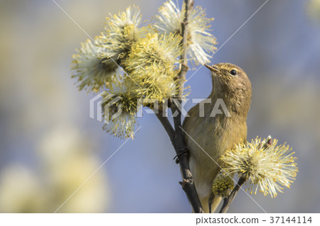 Common chiffchaff (Phylloscopus collybita) Common chiffchaff (Phylloscopus collybita) 37144114