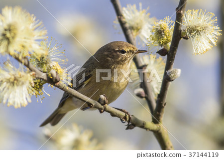 Common chiffchaff (Phylloscopus collybita) 37144119