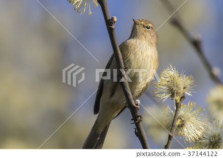 Common chiffchaff (Phylloscopus collybita) 37144122