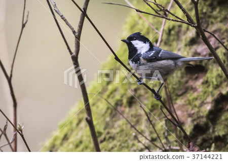 Marsh tit (Parus palustris) 37144221