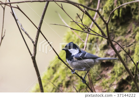 Marsh tit (Parus palustris) 37144222