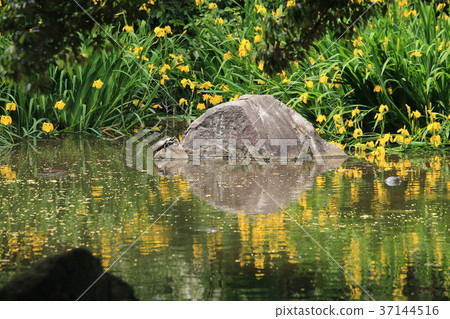 Waterfall owner of the lord of the lord (Kita ward prince) Tortoise and twilight Waterfall owner of the lord of the lord (Kita ward prince) Tortoise and twilight 37144516