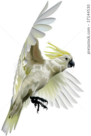 Sulphur Crested Cockatoo 37144530