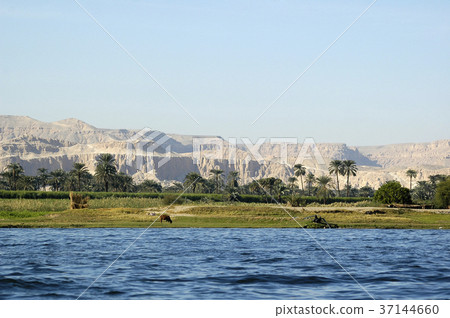 Cow in the Nile river, Aswan 37144660
