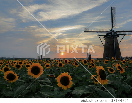 Sunflower field at sunset Sunflower field at sunset 37144705