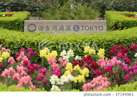 老古河花園初夏花園 老古河花園初夏花園 37144961