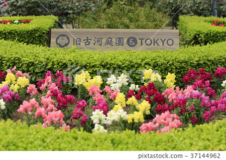 老古河花園初夏花園 老古河花園初夏花園 37144962