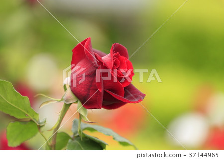Old Furukawa Garden May Red Rose 37144965