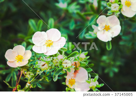 Dasiphora fruticosa flowers 37145005