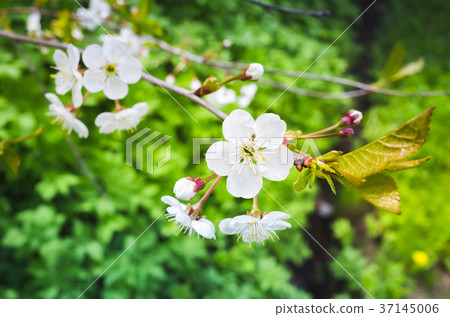 Cherry tree in bloom, branch with flowers 37145006