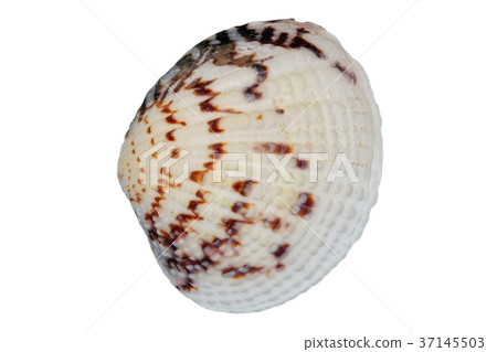 Sea shell on a white background 37145503