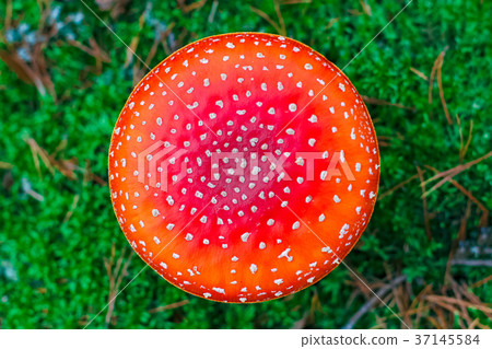 Amanita Muscaria poisonous mushroom 37145584