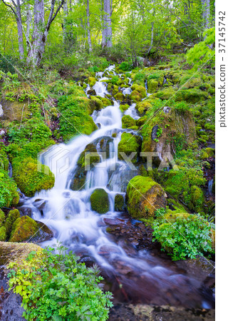 Shimizu Oze National Park of Buna-Saka (Odaeda-mura, Minami-Aizu-gun, Fukushima Prefecture) Shimizu Oze National Park of Buna-Saka (Odaeda-mura, Minami-Aizu-gun, Fukushima Prefecture) 37145742