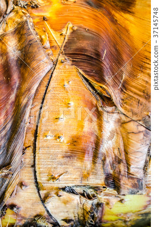 Wooden texture of the crust, tropical palm tree 37145748