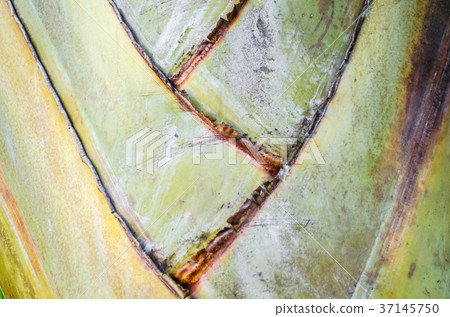 Wooden texture of the crust, tropical palm tree 37145750