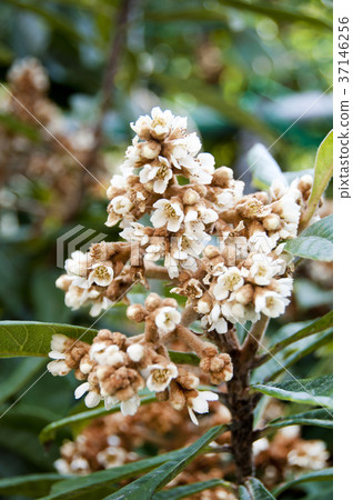 枇杷花 37146256