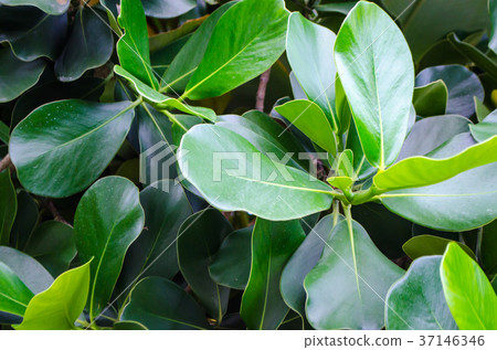 Natural background of green leafy plants 37146346