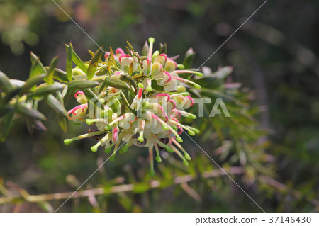 Grevirea之花 37146430