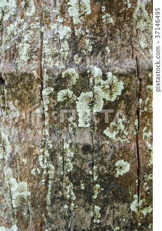 Natural background of tropical wood bark 37146495