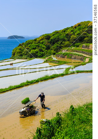 Water scenery of Tsuchiya Tanada Matsuura City, Nagasaki Prefecture 37146568