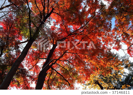 Autumn leaves of Morioka castle park 37146811