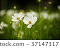 White Blossom in Gardent 37147317