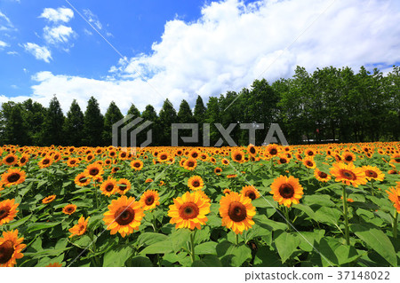 向日葵田5753 37148022