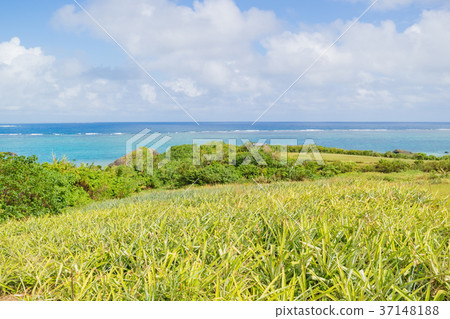 Okinawa Ishigaki Island, Nobare Island Okinawa Ishigaki Island, Nobare Island 37148188