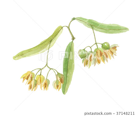 Boday花 Boday花 37148211