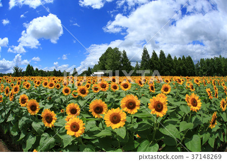 Sunflower field 5714 Sunflower field 5714 37148269
