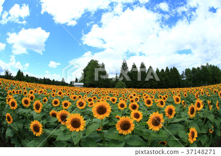 Sunflower field 5718 37148271