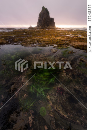 Olympic National Park, Washington 37148835