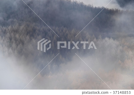 Fantastic forest in the morning mist 37148853