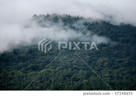 Fantastic forest in the morning mist Fantastic forest in the morning mist 37148855