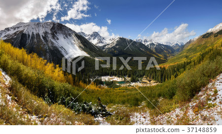 Beautiful mountain and yellow aspen tree, Fall Beautiful mountain and yellow aspen tree, Fall 37148859
