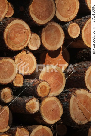 林業木原木 林業木原木 37149090