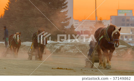 Banei賽馬早晨酷刑 Banei賽馬早晨酷刑 37149862