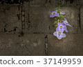 Puple flowers on concrete wall 37149959
