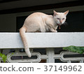 Siamese cat warily with small bell sitting 37149962