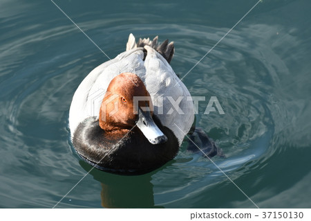 Migratory birds Migratory birds 37150130